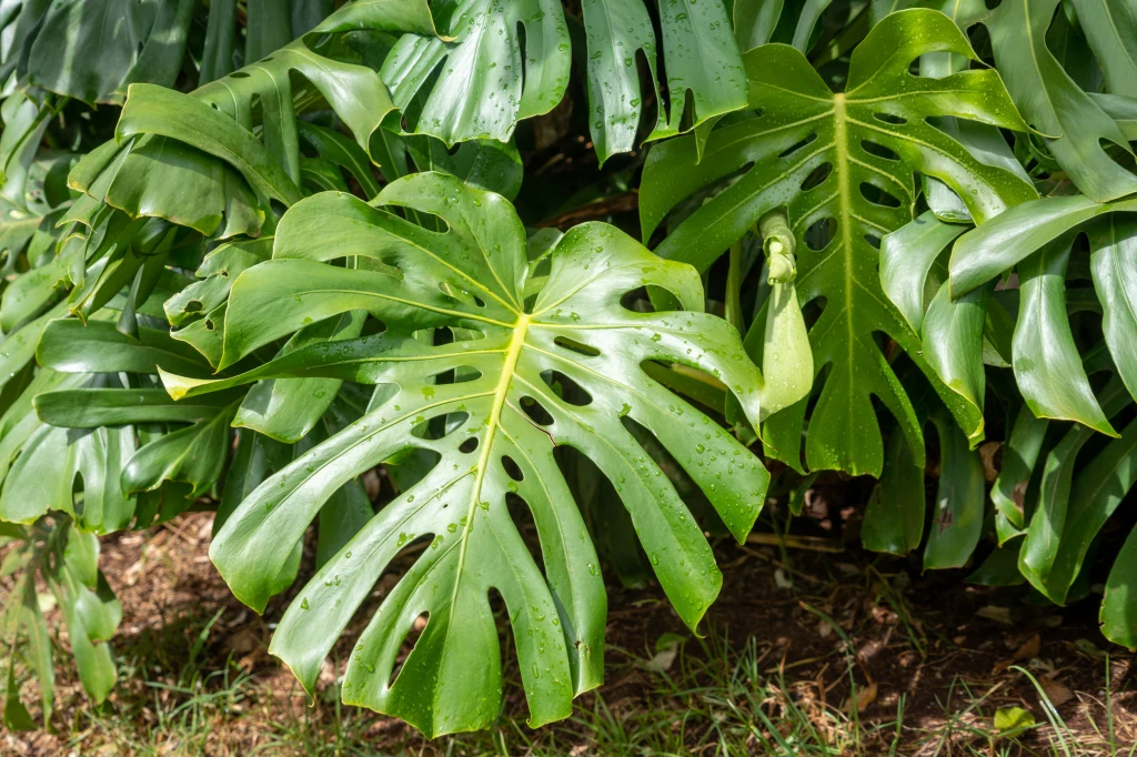 Monstera to popularna roślina doniczkowa. Nie wszyscy wiedzą, że może owocować Duże, zielone liście monstery o charakterystycznych wycięciach i otworach, rozłożone na tle ziemi i trawy, wśród gęstej zieleni roślin.