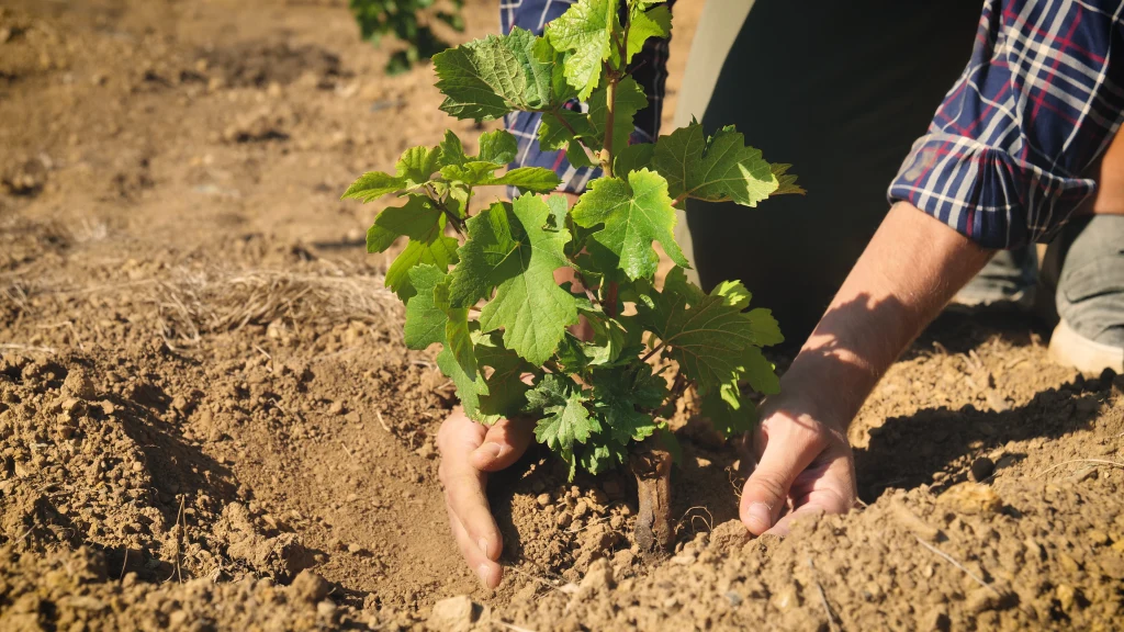Kiedy sadzić winorośl?