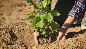To ostatni dzwonek na sadzenie winorośli. Nie przegap tego terminu!