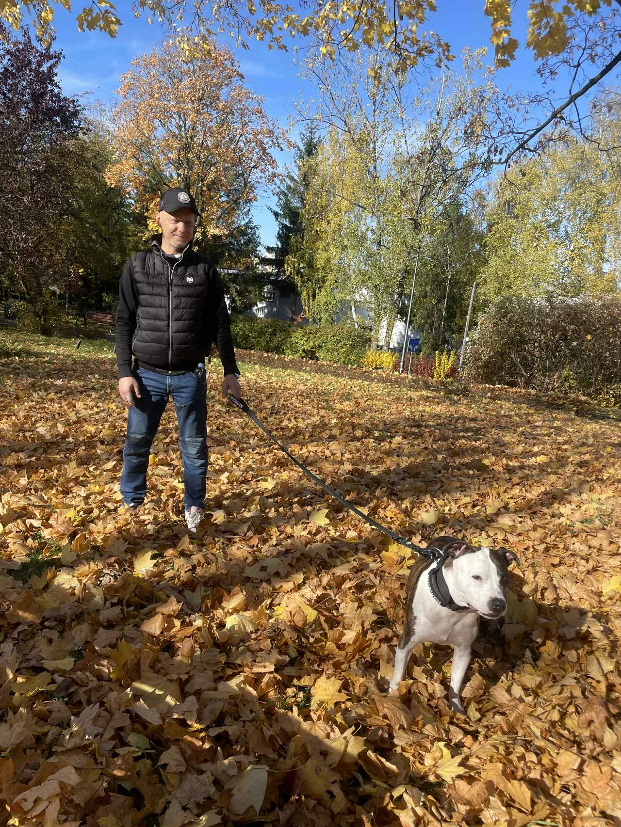 Mężczyzna w czapce i czarnej kurtce trzyma na smyczy białego psa, stojąc na żółtych, opadłych liściach w otoczeniu drzew z jesiennymi liśćmi. Jasne słońce i błękitne niebo podkreślają pogodną atmosferę parku.