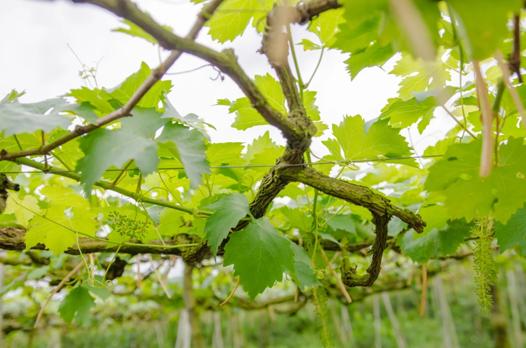 Liście i pędy winorośli rozpościerające się na podporze, intensywnie zielone, młode liście oraz widoczne niewielkie zalążki owoców.