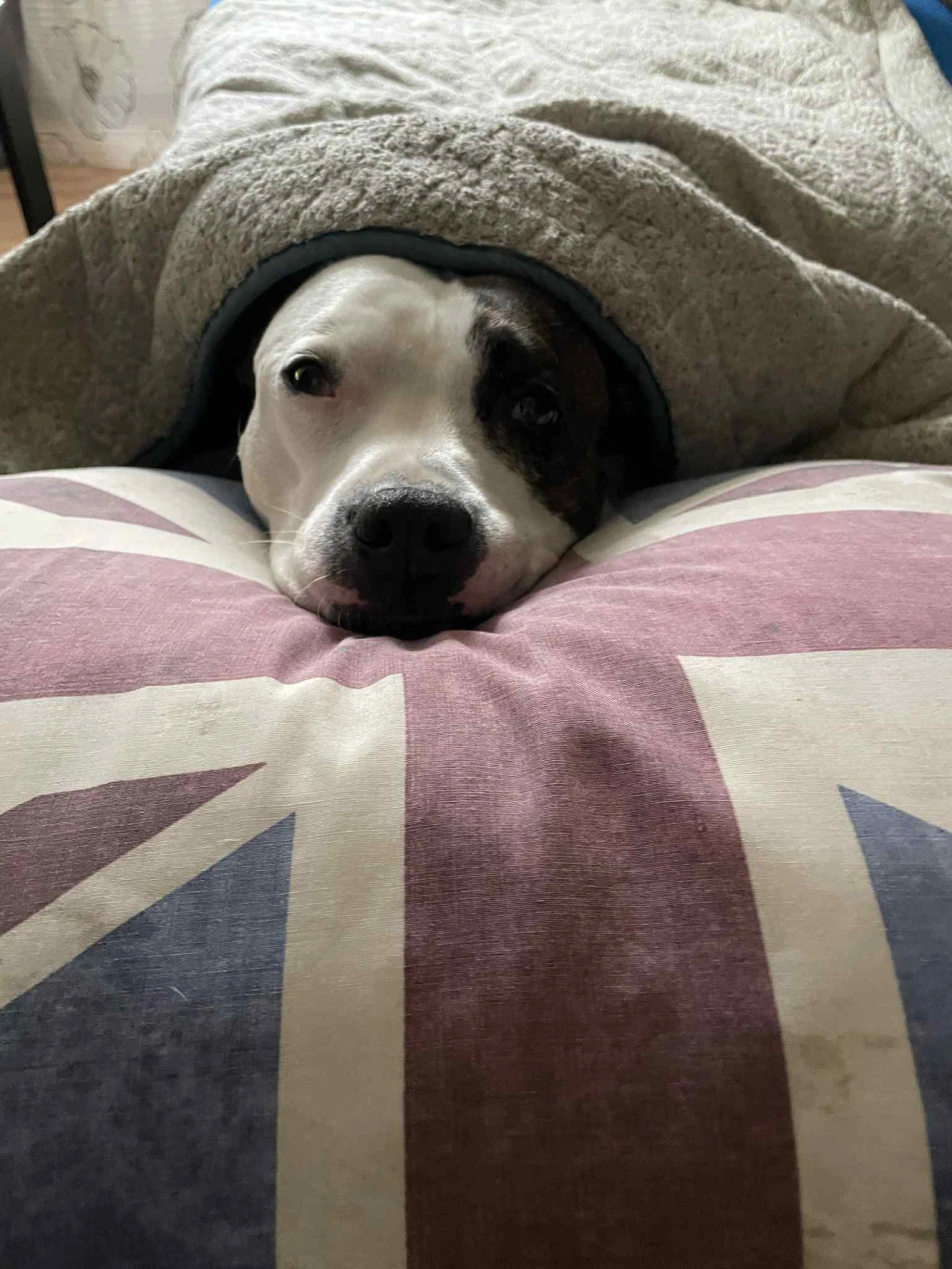 Pies z czarno-białą sierścią opatulony szarym kocem, leżący na poduszce z motywem flagi Wielkiej Brytanii, patrzy spokojnie prosto w obiektyw.