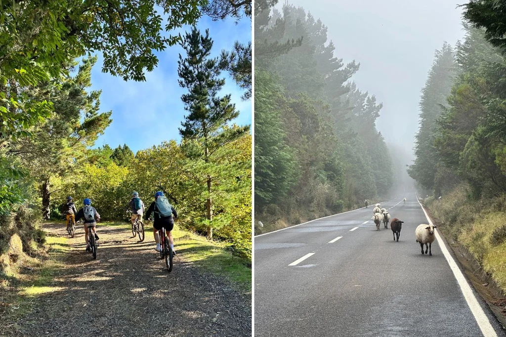 Tras rowerowych na Maderze jest naprawdę wiele Po lewej stronie grupa rowerzystów jedzie leśną ścieżką otoczoną wysokimi drzewami i bujną zielenią. Po prawej stronie asfaltowa droga wśród gęstego lasu, po której idą owce i kozy we mgle.