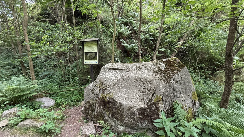 Tablice edukacyjne na oznakowanej na zielono ścieżce pozwalają lepiej zrozumieć budowę i historię Wdżaru. Wielki głaz porośnięty mchem i otoczony paprociami, stojący obok drewnianej tablicy informacyjnej na tle gęstego lasu.