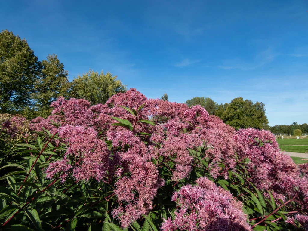 Sadziec purpurowy jest efektową byliną