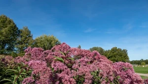 Urośnie i będzie jak wielka ściana. Ogród stanie się purpurowy