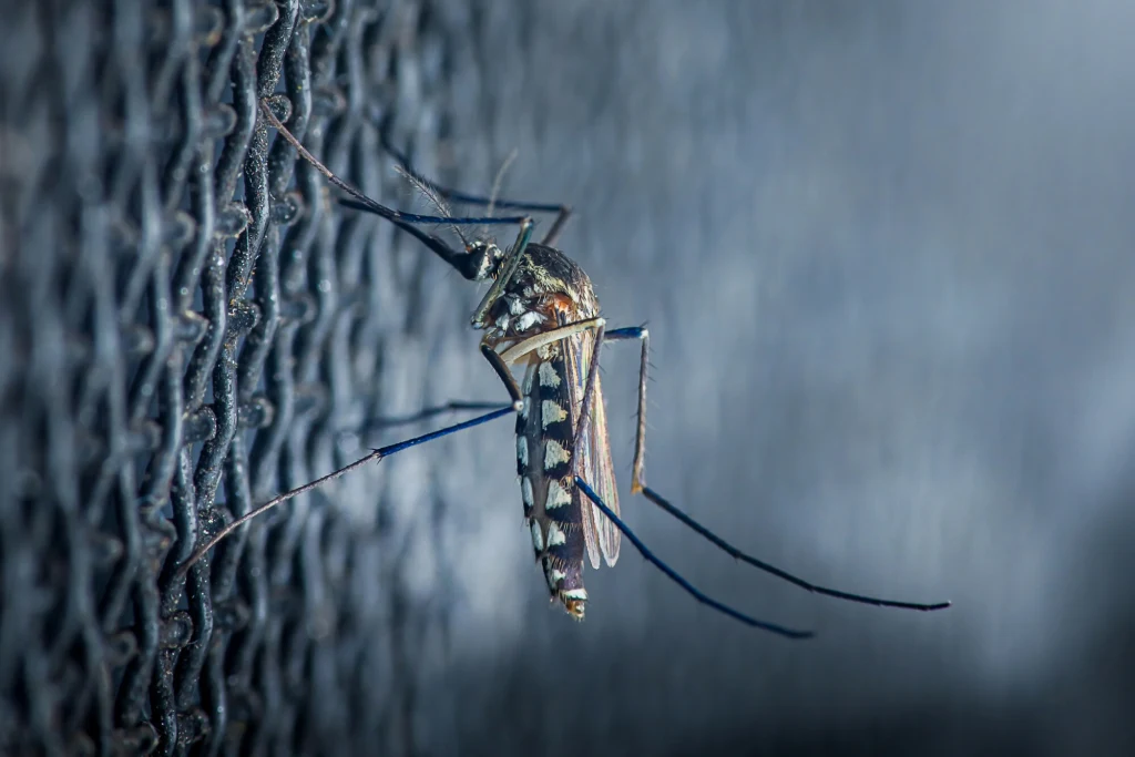 Komar egipski jest odpowiedzialny za przenoszenie wielu chorób tropikalnych