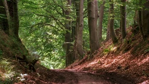 Wyjątkowe lasy w centrum Polski. Głębokie jary tworzą niezapomniany klimat
