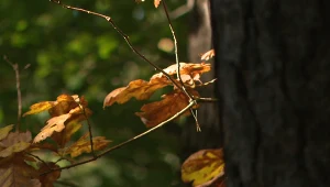 Jesień w Polsce. Natura wchodzi w nowy etap