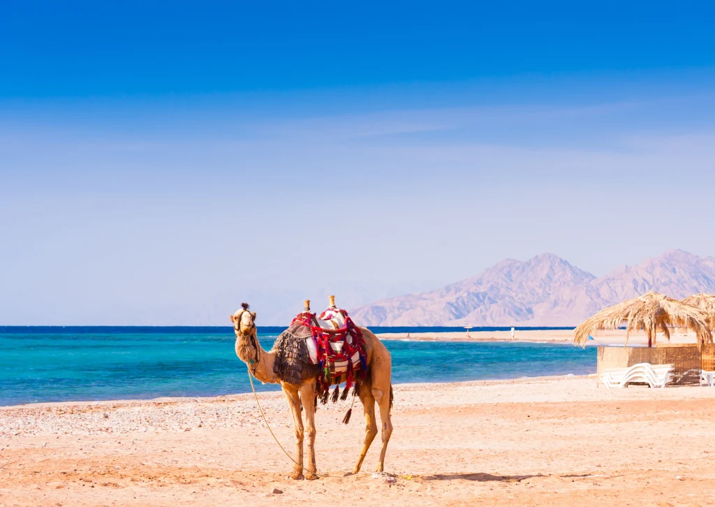 Wielbłąd z siodłem stoi na piaszczystej plaży nad błękitnym morzem, w tle widoczne są góry oraz fragment altany z trzciny po prawej stronie.