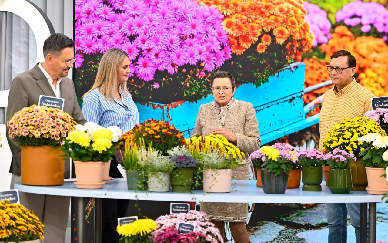 Moda na chryzantemy. Jakie odmiany przetrwają w ogrodzie mimo przymrozków? Na zdjęciu Krzysztof Ibisz, Ewa Wachowicz, Dorota Dąbrowska i Dariusz Sochacki