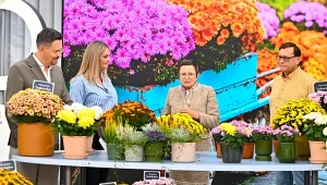 Moda na chryzantemy. Jakie odmiany przetrwają w ogrodzie mimo przymrozków?