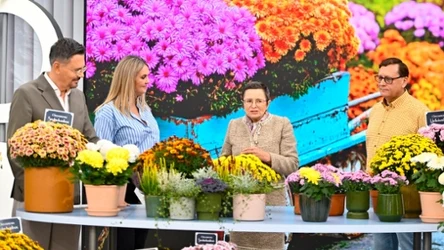 Moda na chryzantemy. Jakie odmiany przetrwają w ogrodzie mimo przymrozków?