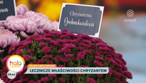 Kwiaty szczęścia i długowieczności, czyli o chryzantemach w polskich ogrodach i kulturze świata