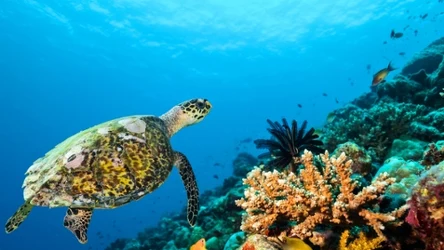 Gdzie najlepiej nurkować i snurkować w Egipcie?