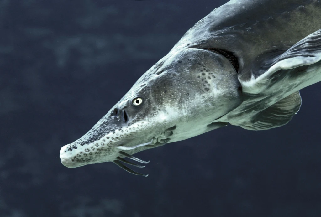 Jesiotry to jedne z największych ryb słodkowodnych. Tu jesiotr syberyjski Jesiotry to jedne z największych ryb słodkowodnych. Tu jesiotr syberyjski