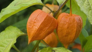 Ta roślina nazywana jest "chińskim lampionem". Trujące owoce łatwo pomylić