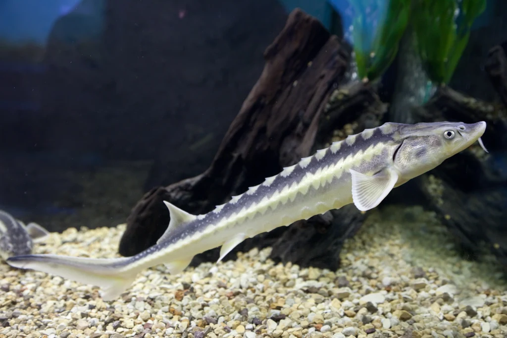 Jesiotry wymarły w większej części Europy Jesiotr pływający w akwarium, otoczony jasnym żwirem i elementami dekoracyjnymi w postaci kamieni i drewna.