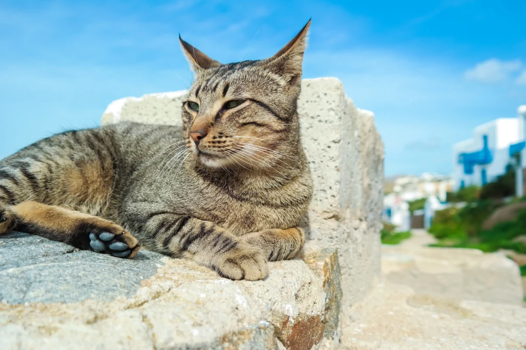 Cypr od dawna nazywany jest "kocią wyspą". Jednak w ostatnich latach populacja czworonogów wymknęła się spod kontroli Cypr od dawna nazywany jest "kocią wyspą". Jednak w ostatnich latach populacja czworonogów wymknęła się spod kontroli