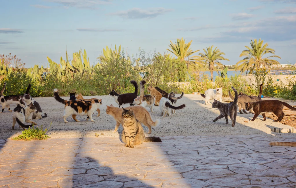 Dzikie koty na Cyprze są zagrożeniem dla ekosystemu Kilka kotów różnych umaszczeń spaceruje i odpoczywa na słonecznym placu, w tle widoczna bujna roślinność oraz palmy, a za nimi rozciąga się widok na wodę.