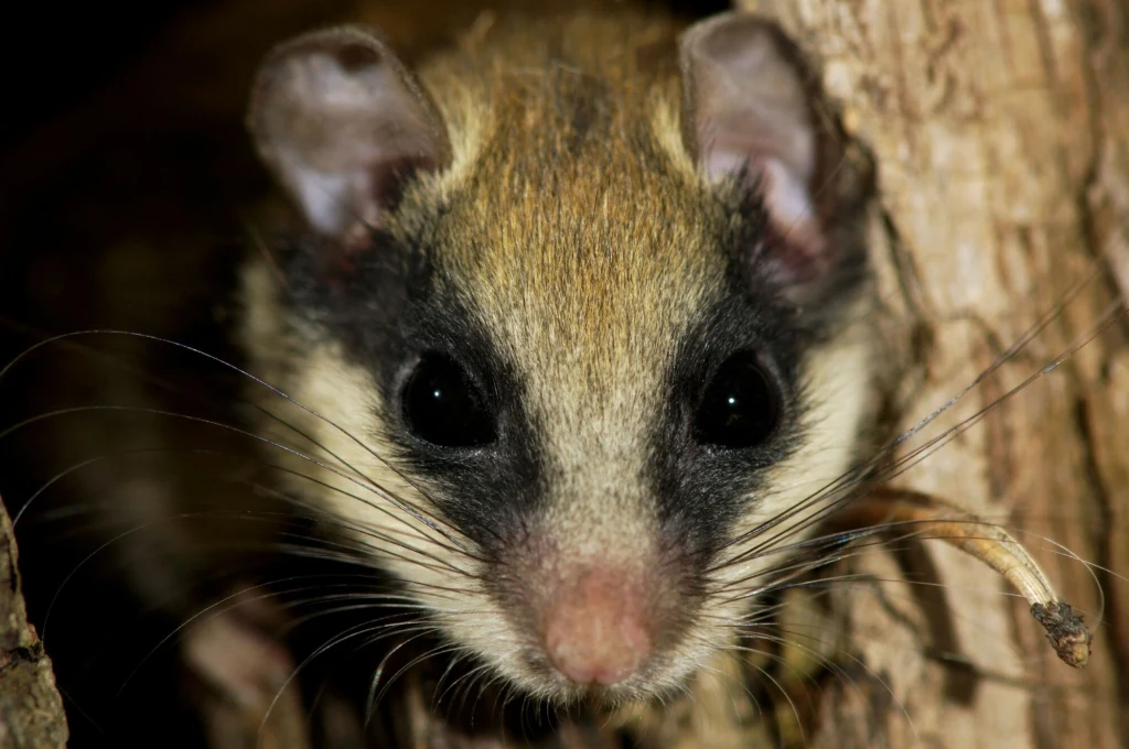 Duży zbliżenie na twarz gryzonia z czarnymi oczami, długimi wąsami i dużymi uszami w otoczeniu kory drzewa.