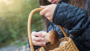 Grzybiarze pokochali ten trik. Nie każdy wie, że ma głębsze znaczenie