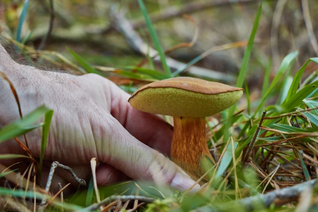 Ręka człowieka zbierająca grzyba borowika wśród traw i liści w lesie.