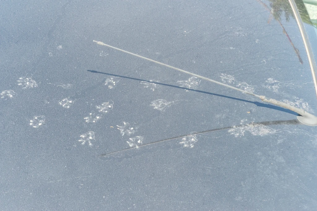 Ślady kocich łap pozostawione na zakurzonej masce samochodu z widoczną wycieraczką.