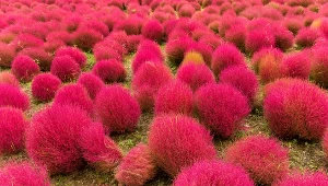 Mietelnik żakula zachwyca kolorami 