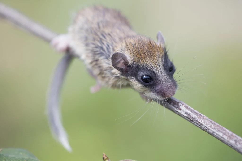 Koszatka jest jednym z najbardziej nieuchwytnych ssaków Polski