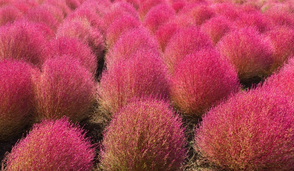 Cyprysik letni dorasta zwykle do 80 - 120 cm Różowe, gęsto rozmieszczone krzewy o okrągłym kształcie tworzące abstrakcyjny wzór na tle ziemi.