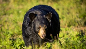 Baribal to inna nazwa północnoamerykańskiego niedźwiedzia czarnego