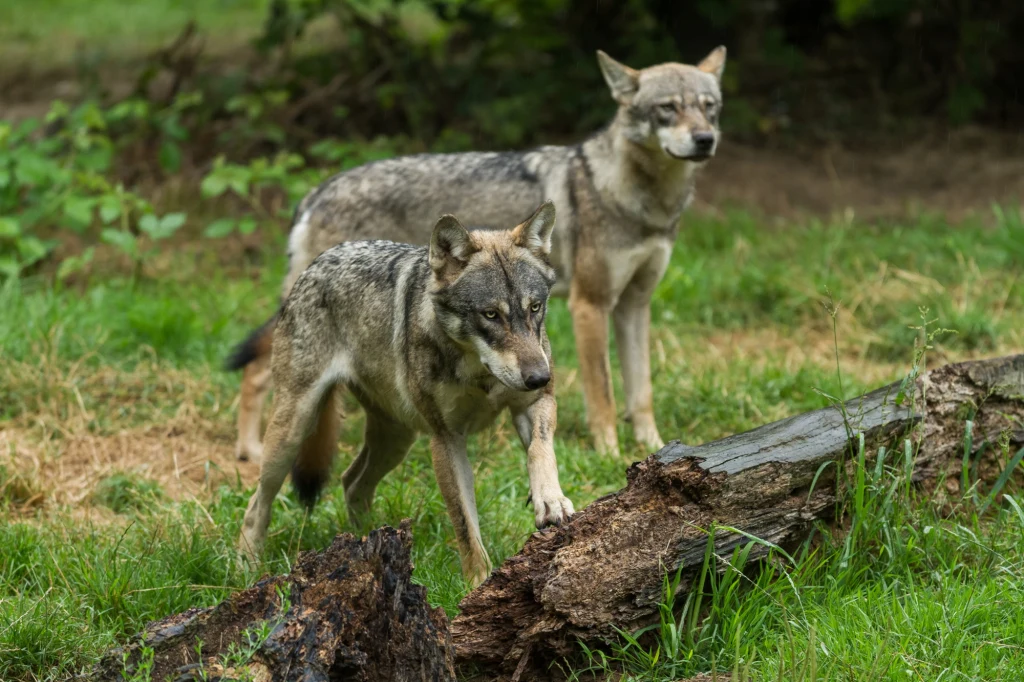 Pod Opolem pojawiła się rodzina wilków Pod Opolem pojawiła się rodzina wilków