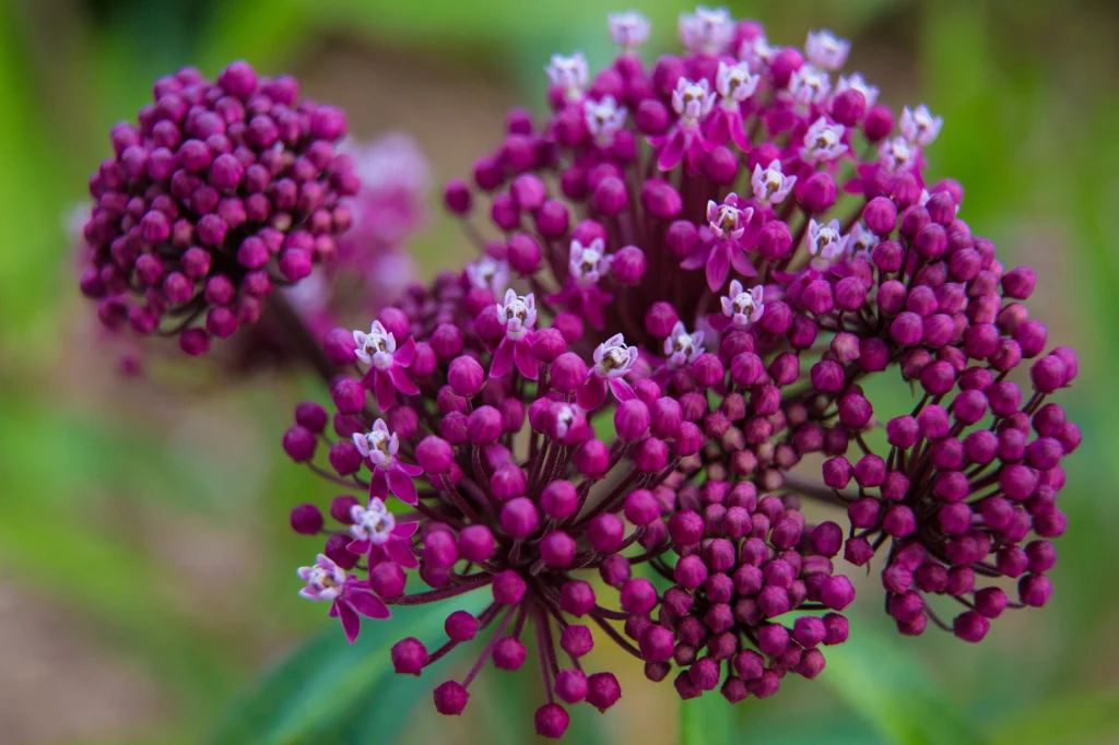 Fioletowe, kuliste kwiatostany złożone z licznych drobnych kwiatków o kontrastujących białych środku, otoczone zielonym rozmytym tłem.