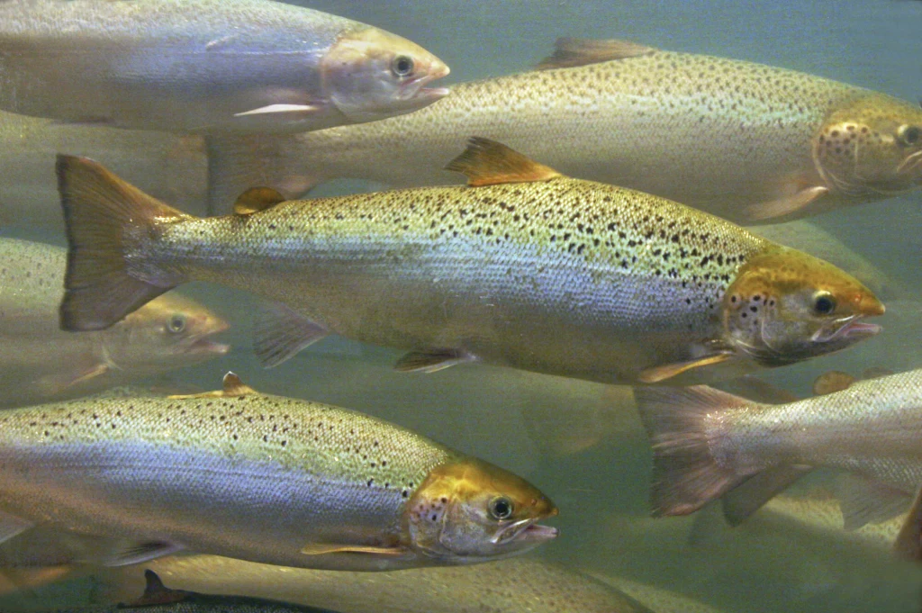 Łososie wydostały się z hodowlanej fermy w Szkocji Grupa pływających ryb, najprawdopodobniej pstrągów, w przezroczystej wodzie. Łuski ryb połyskują, a ich ubarwienie przechodzi od srebrzystego po złociste i zielonkawe, widoczne są charakterystyczne ciemne plamki na grzbiecie i bokach.