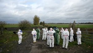 W Niemczech odnotowano wiele przypadków ptasiej grypu