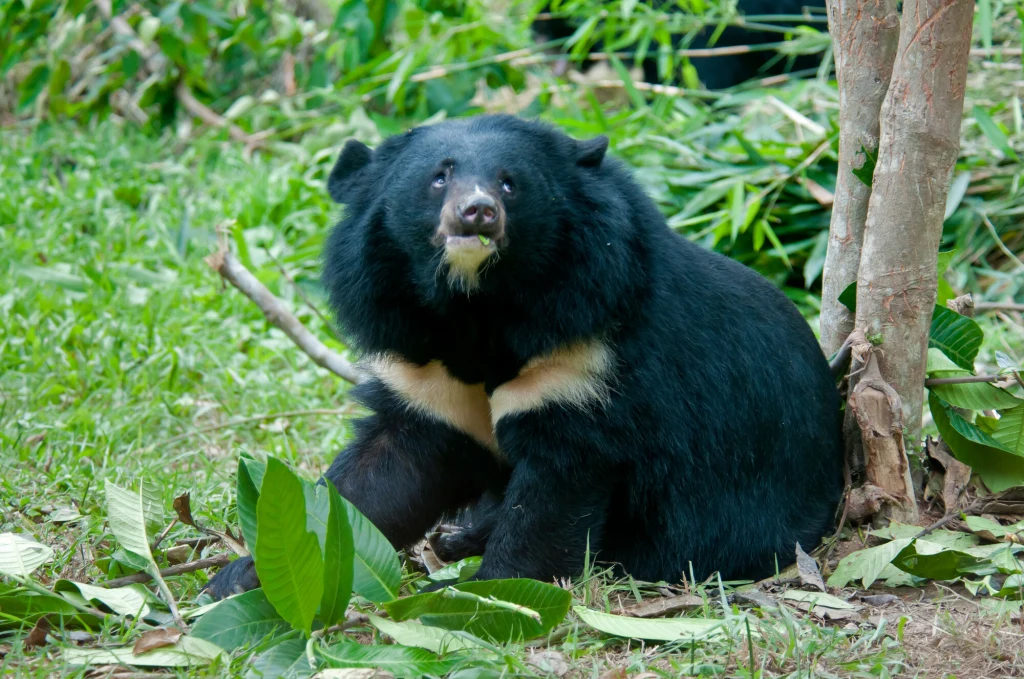 Czarny niedźwiedź o gęstej sierści z jasnym znaczeniem na szyi siedzi na zielonej trawie wśród liści i gałęzi, w tle widoczne są drzewa i roślinność.
