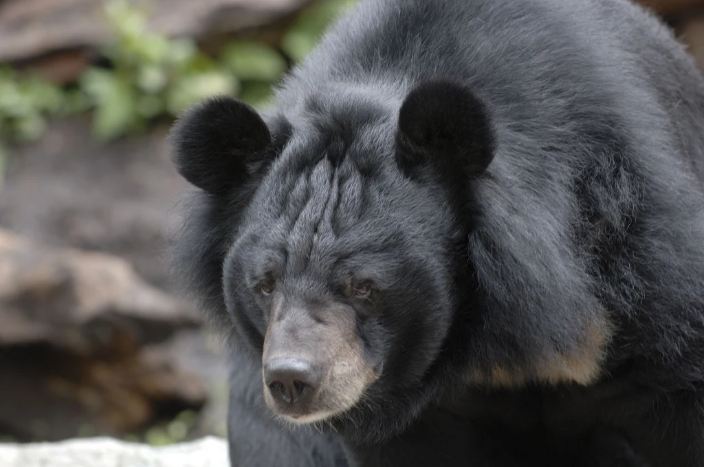 Niedźwiedź himalajski jest mieszkańcem Japonii Czarny niedźwiedź himalajski o gęstym futrze stoi na tle rozmytego, skalistego otoczenia z elementami roślinności w tle. Zwierzę wydaje się spokojne i skupione, z podkreślonymi zaokrąglonymi uszami.