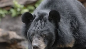 Niedźwiedź himalajski jest mieszkańcem Japonii