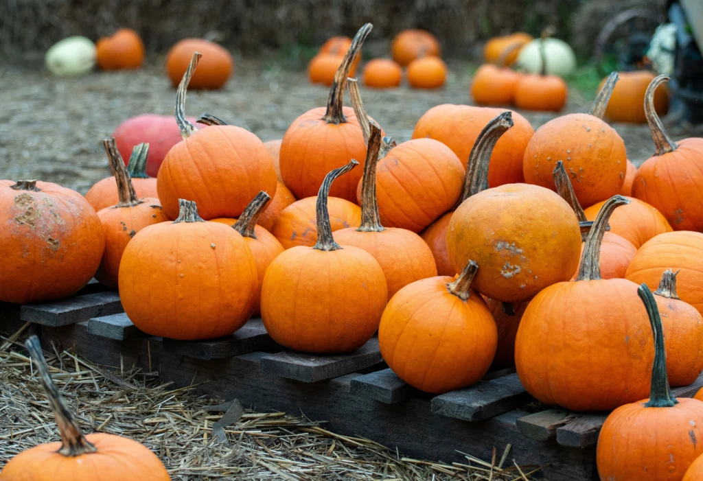 W Polsce uprawia się coraz więcej dyni