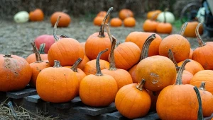 Polska dyniową potęgą. Zbiory liczone są już w setkach tysięcy ton