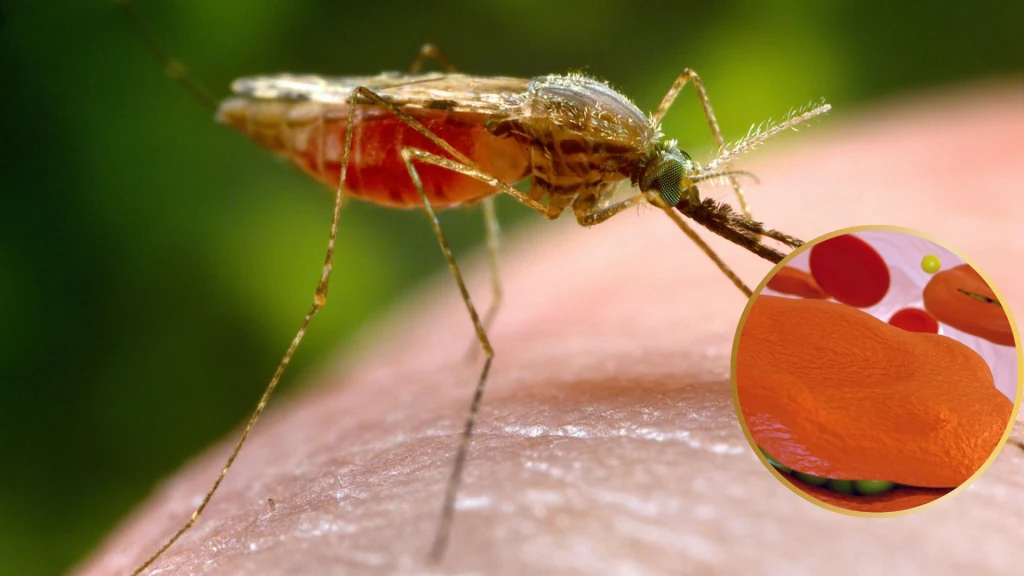 Widliszek malaryczny roznosi zarodźce tej choroby Widliszek malaryczny roznosi zarodźce tej choroby