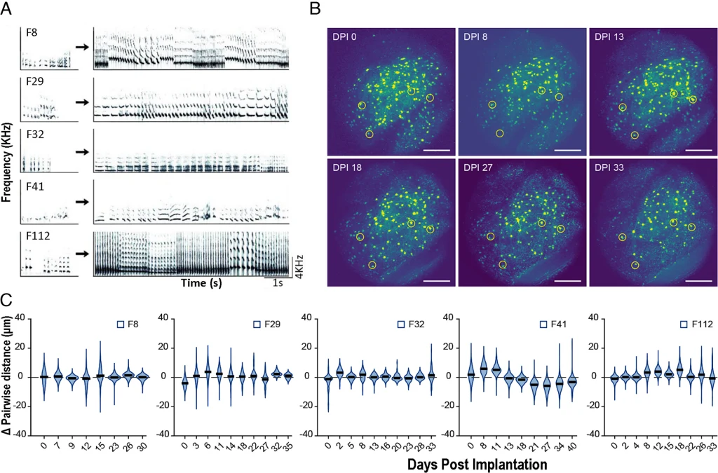 Sonogramy śpiewu kanarka 5 dni po podaniu testosteronu (A), obrazowanie neuronów HVC (B) oraz wykres dowodzący niezmienności tej części mózgu po podaniu hormonu i wznowieniu śpiewania (C). Panel złożony z trzech części: wykresów spektrogramów przedstawiających przebieg częstotliwości dźwięku lub sygnału w czasie, zestawu sześciu map cieplnych pokazujących zmiany sygnału w różnych dniach po implantacji oraz wykresów skrzynkowych ilustrują...