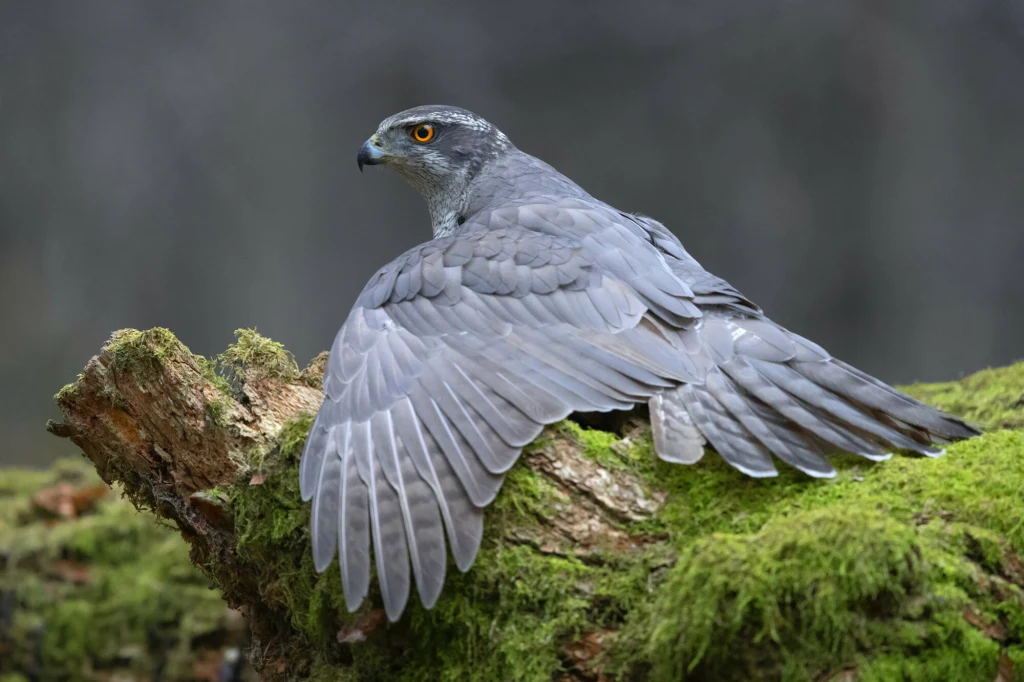 Nadajniki GPS wykazały wysoką śmiertelność jastrzębi w Polsce Jastrząb spoczywa na omszałym pniu drzewa, rozpościera skrzydła, a jego intensywnie żółte oko skupione jest w jednym kierunku. Tło stanowi rozmyty, ciemny las podkreślający sylwetkę ptaka.