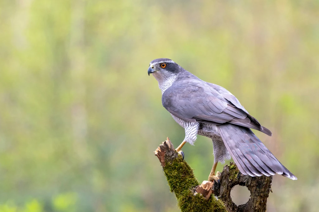 Jastrzębie w Polsce nie mają stabilnej populacji Dorosły jastrząb siedzący na omszałym konarze drzewa, patrzący czujnie w bok, w tle rozmyta, zielona roślinność leśna.