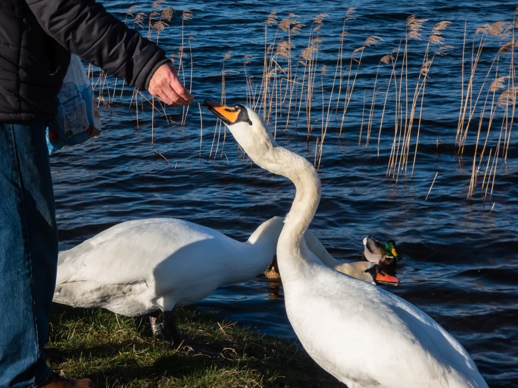 Od lat uważano, że karmienie ptaków chlebem powoduje u nich "anielskie skrzydło" Od lat uważano, że karmienie ptaków chlebem powoduje u nich "anielskie skrzydło"