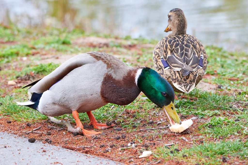 Zjadanie chleba przez kaczki nie jest tak szkodliwe jak zakładamy Dwie kaczki na brzegu, jedna z nich pochylona je kawałek chleba leżący na ziemi, druga odwrócona tyłem. W tle widoczna woda i trawiasta przestrzeń.