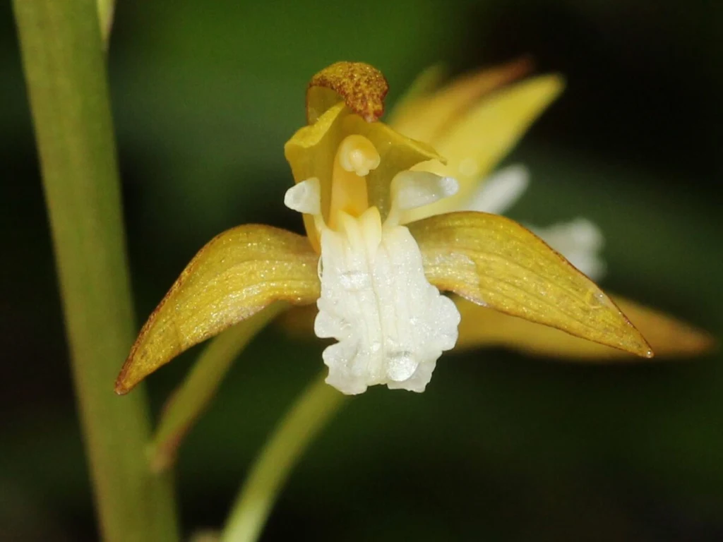 Storczyk Oreorchis patens rosnący w prefekturze Gifu w Japonii