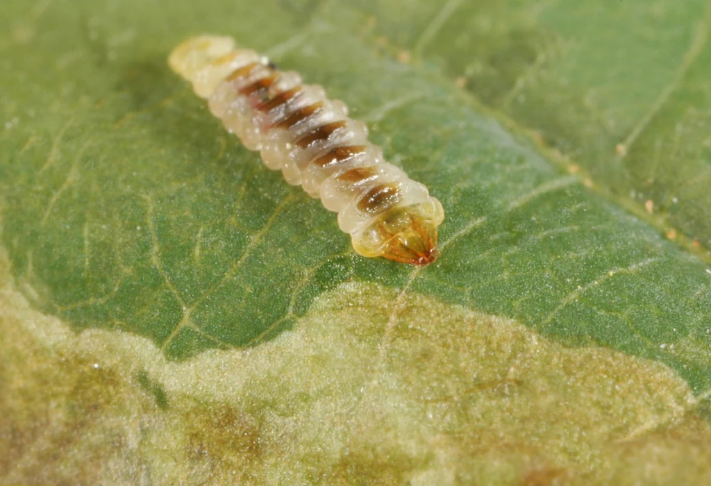 Szrotówek kasztanowcowiaczek powraca i związane z nim problemy - także Szrotówek kasztanowcowiaczek powraca i związane z nim problemy - także