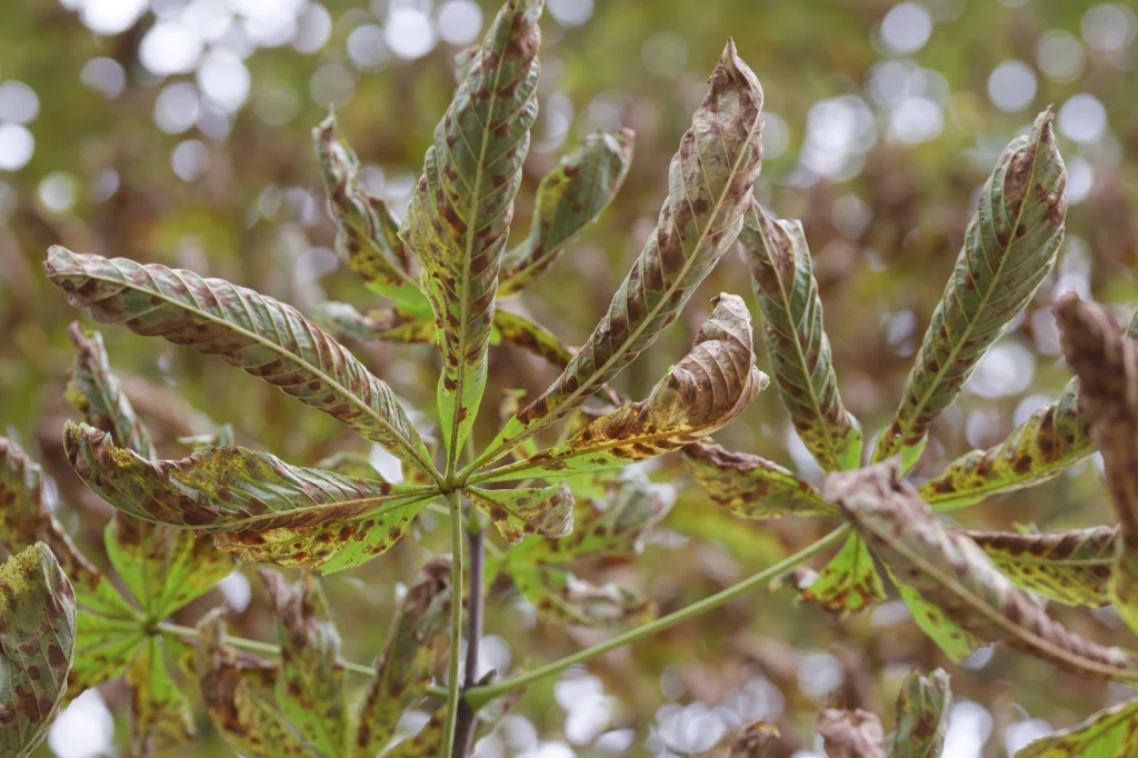 Liście kasztanowców zniszczone przez szrotówka Liście kasztanowca z licznymi plamami i przebarwieniami świadczącymi o chorobie rośliny lub ataku szkodników, rozmyte zielone tło